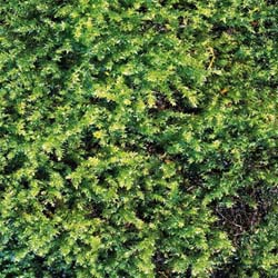 Pic11.jpg (55372 bytes)