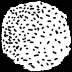 Pic12.jpg (22502 bytes)