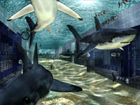 (Shark_1).jpg (33561. bytes)