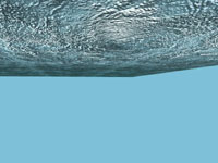 (Shark_4).jpg (11215 bytes)