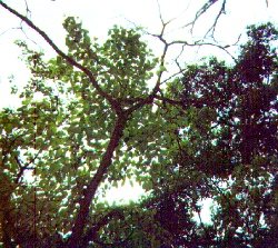 uptrees.jpg (25759 bytes)